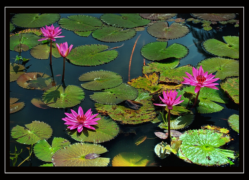 Floating flower